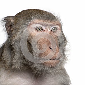 Rhesus Macaque - Macaca mulatta