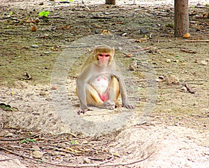 Rhesus Macaque - Macaca Mulatta