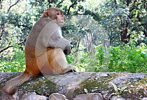 Rhesus macaque or Macaca mulatta