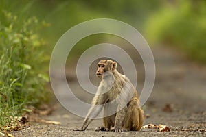 Rhesus macaque or Macaca mulatta monkey with expression blocking road or track at chuka ecotourism safari or pilibhit national