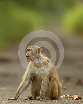 Rhesus macaque or Macaca mulatta monkey with expression blocking road or track at chuka ecotourism safari or pilibhit national