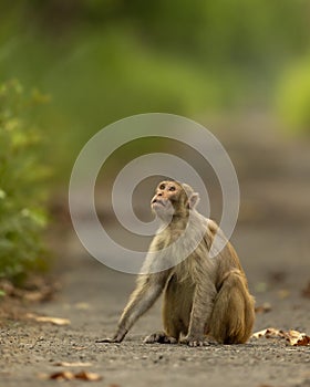 Rhesus macaque or Macaca mulatta monkey with expression looking at sky and blocking road or track at chuka ecotourism safari or