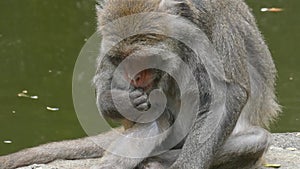 The Rhesus macaque, Macaca mulatta monkey seaching and cleaning its fur