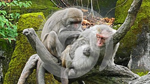 The Rhesus macaque, Macaca mulatta monkeys seaching and cleaning each other