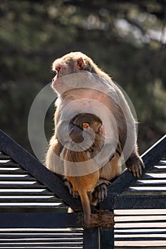 Rhesus Macaque - Macaca mulatta, portrait of beautiful popular primate endemic in Central and Eastern Asian forests and woodland