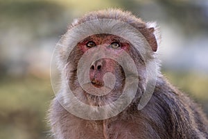 Rhesus Macaque - Macaca mulatta, portrait of beautiful popular primate endemic in Central and Eastern Asian forests and woodland