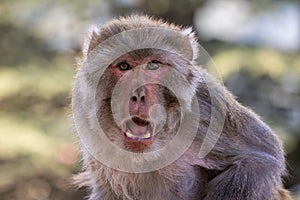 Rhesus Macaque - Macaca mulatta, portrait of beautiful popular primate endemic in Central and Eastern Asian forests and woodland