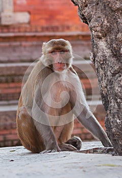 Rhesus macaque monkey