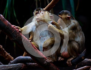 Rhesus macaque monkey