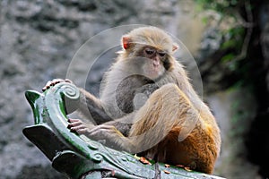 Rhesus macaque monkey