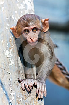 Rhesus macaque monkey