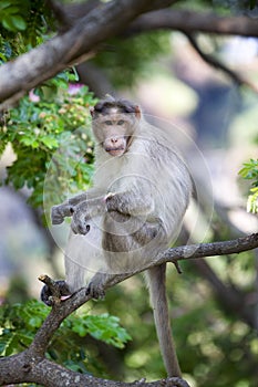 Rhesus macaque monkey