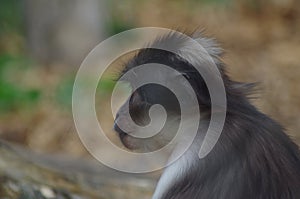 Rhesus Macaque Monkey