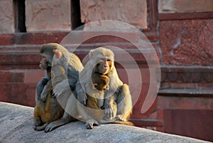 Rhesus Macaque Monkey