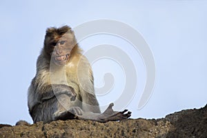 Rhesus macaque or monkey barring his teeth, Maharashtra, India photo