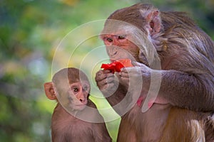 The Rhesus macaque monkey eating fruit so hungrily under the tree on a summer afternoon
