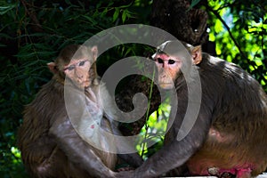 Rhesus macaque monkey are familiar brown primates or apes with red faces and rears are also know as Macaca or Mullata