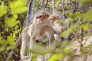 Rhesus Macaque monkey family