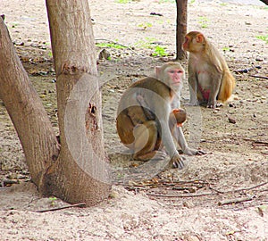 Rhesus Macaque Monkey Family with Kid in Forest
