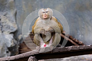 Rhesus Macaque monkey