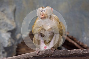 Rhesus Macaque monkey