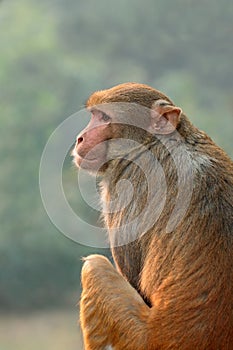 Rhesus macaque monkey - India