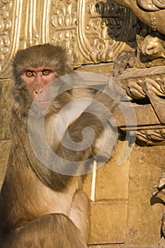 Rhesus macaque monkey with intense stare