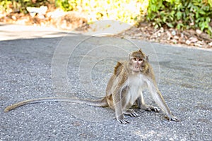 The rhesus macaque, monkey, by the maine road on the Thailands Island Koh Chang, walking on the street