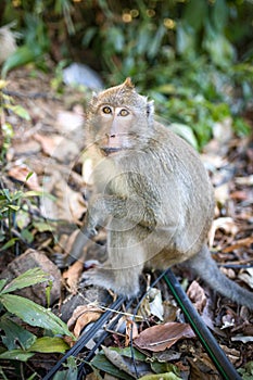 The rhesus macaque, monkey, by the maine road on the Thailands Island Koh Chang, walking on the street