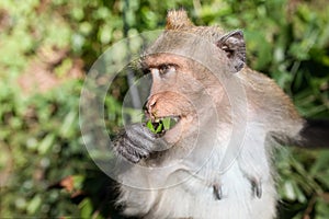 The rhesus macaque, monkey, by the maine road on the Thailands Island Koh Chang, walking on the street