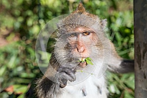 The rhesus macaque, monkey, by the maine road on the Thailands Island Koh Chang, walking on the street