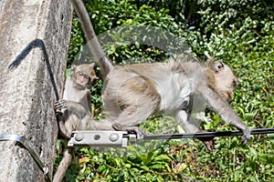 The rhesus macaque, monkey, by the maine road on the Thailands Island Koh Chang, walking on the street