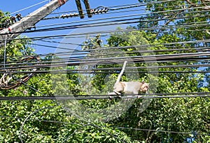 The rhesus macaque, monkey, by the maine road on the Thailands Island Koh Chang, walking on the street