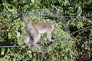 The rhesus macaque, monkey, by the maine road on the Thailands Island Koh Chang, walking on the street