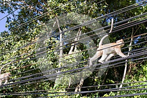 The rhesus macaque, monkey, by the maine road on the Thailands Island Koh Chang, walking on the street