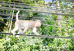 The rhesus macaque, monkey, by the maine road on the Thailands Island Koh Chang, walking on the street