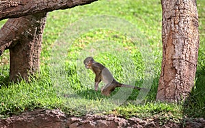 Rhesus macaque monkey