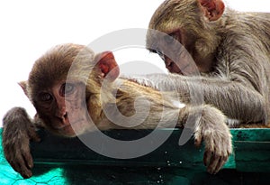 Rhesus macaque monkey mother nursing her young