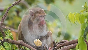 Rh faktor makak opice 