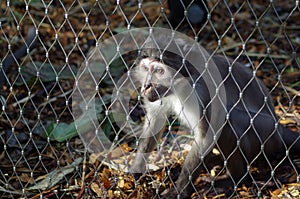 Rhesus Macaque Monkey