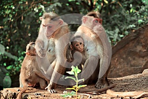 Rhesus Macaque monkeys