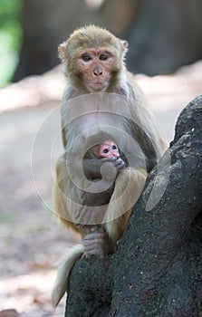 Rhesus macaque monkeys