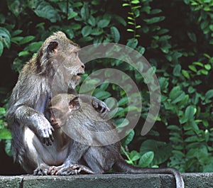 Rhesus Macaque Monkeys Indonesia