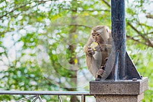 Rhesus Macaque monkeys at Rang Hill lookout point, Phuket, Thailand