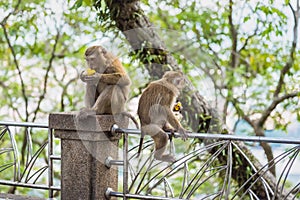 Rhesus Macaque monkeys at Rang Hill lookout point, Phuket, Thailand
