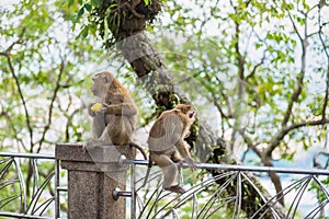 Rhesus Macaque monkeys at Rang Hill lookout point, Phuket, Thailand