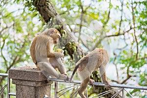 Rhesus Macaque monkeys at Rang Hill lookout point, Phuket, Thailand