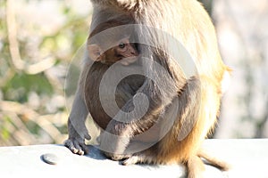 Rhesus Macaque