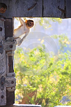 Rhesus macaque playing at the gate of Taragarh Fort, Bundi, India