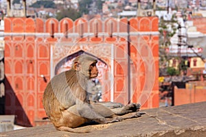 Rhesus macaque sitting on a wall near Suraj Pol in Jaipur, Raja